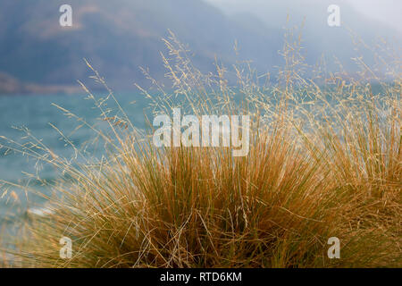 Tussock erba a lago Wakatipu, Queenstown Gardens Cecil Peak & Walter Peak tempestoso giorno nuvoloso, Nuova Zelanda Isola del Sud Foto Stock