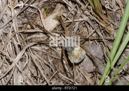 Wolf Spider, Rabidosa sp., femmina con neonati emergenti da uovo sac Foto Stock