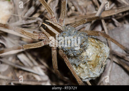 Wolf Spider, Rabidosa sp., femmina con neonati emergenti da uovo sac Foto Stock