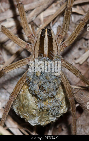 Wolf Spider, Rabidosa sp., femmina con neonati emergenti da uovo sac Foto Stock