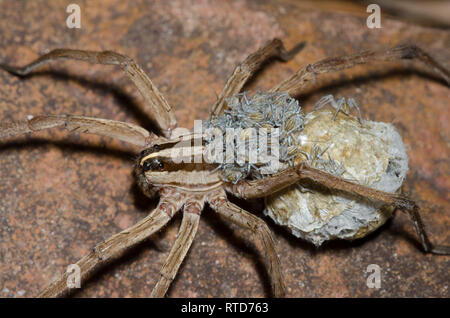 Wolf Spider, Rabidosa sp., femmina con neonati emergenti da uovo sac Foto Stock