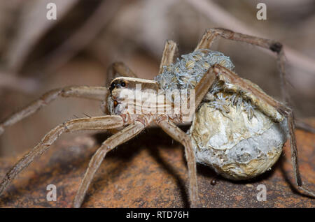 Wolf Spider, Rabidosa sp., femmina con neonati emergenti da uovo sac Foto Stock