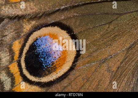 Comune di Buckeye, Junonia coenia, wing dettaglio Foto Stock