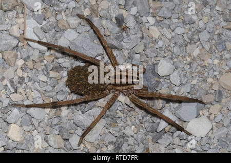 Wolf Spider, Rabidosa sp., femmina con neonati Foto Stock