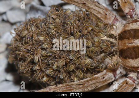 Wolf Spider, Rabidosa sp., femmina con neonati Foto Stock