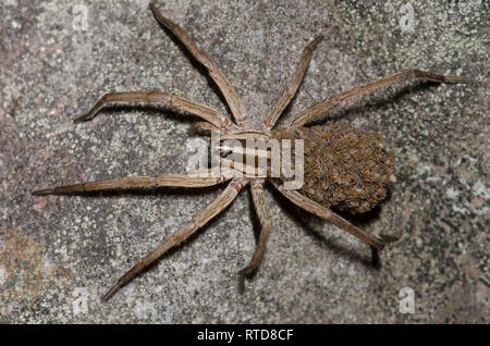 Wolf Spider, Rabidosa sp., femmina con neonati Foto Stock