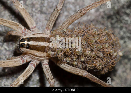 Wolf Spider, Rabidosa sp., femmina con neonati Foto Stock