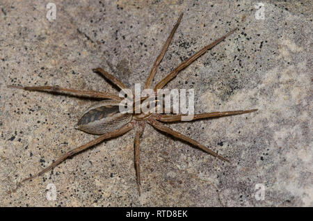 Wolf Spider, Rabidosa sp., femmina Foto Stock