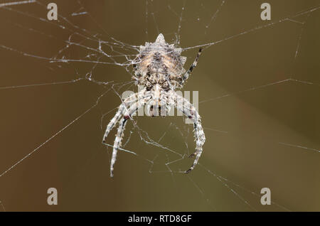 Tessitura di Orb Spider, Acanthepeira sp., maschio in web Foto Stock