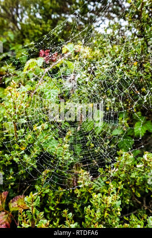 Gocce di pioggia su una ragnatela su un nuvoloso e nebbioso giorno nel terreno non lavorato, Golden Gate National Recreation Area, Marin County, California Foto Stock