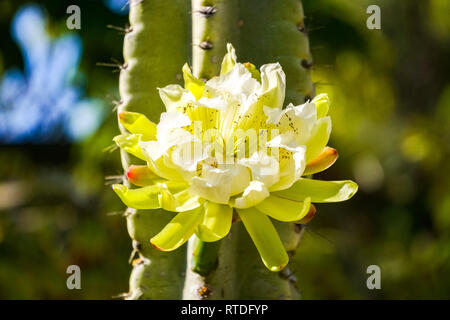 Grande mela peruviana fiore di cactus, California Foto Stock