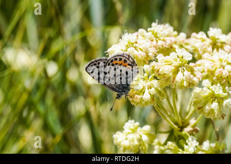 Farfalla sulla Sulfurflower fiori di grano saraceno (Eriogonum umbellatum), il Parco Nazionale di Yellowstone Foto Stock