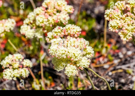 Sulfurflower fiori di grano saraceno (Eriogonum umbellatum), il Parco Nazionale di Yellowstone Foto Stock