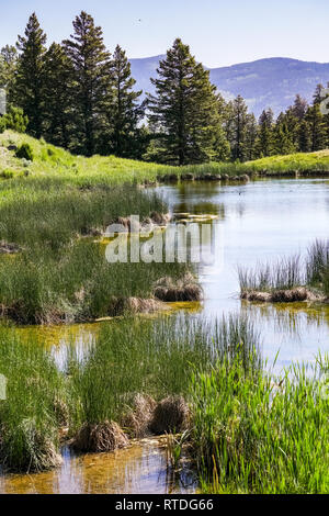 Beaver stagni, il Parco Nazionale di Yellowstone Foto Stock