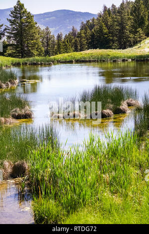 Beaver stagni, il Parco Nazionale di Yellowstone Foto Stock