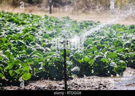 Campo di i cavoletti di Bruxelles le piante sulla costa del Pacifico in California Foto Stock