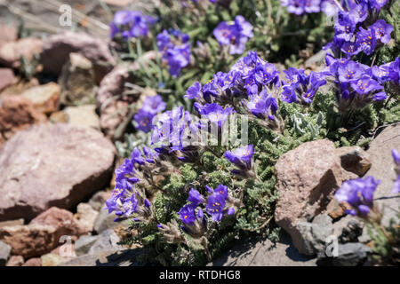 Sticky la scala di Giacobbe, il Parco Nazionale di Yellowstone Foto Stock