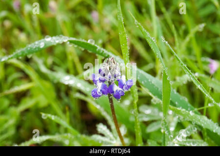 Fiori di lupino coperti in piccole gocce di pioggia, California Foto Stock