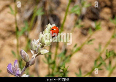 Coccinella su un fiore di lupino, California Foto Stock