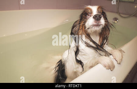 Umido cane Papillon sorge nella stanza da bagno Foto Stock