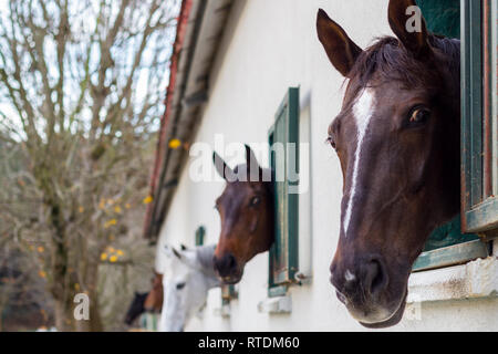 Cavalli nella stalla Foto Stock