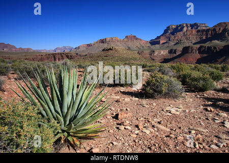 Secolo impianto sul Tonto Trail nel Parco Nazionale del Grand Canyon, Arizona. Foto Stock