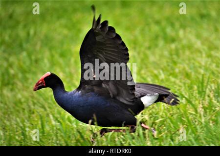 Australasian Swamphen (Porphyrio melanotus) esecuzione di una esecuzione di decollo in Nuova Zelanda sull'Isola del nord a Hobbiton. Foto Stock