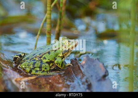 Rana verde (Pelophylax esculentus) seduto sul legno in acqua, Franconia, Baviera, Germania Foto Stock