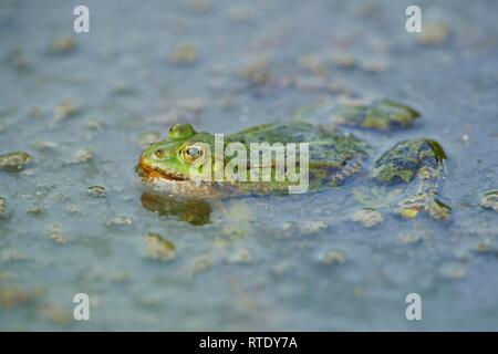 Rana verde (Pelophylax esculentus) nuotare in acqua con spawn, accoppiamento stagione, Baviera, Germania Foto Stock