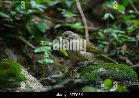 Stripe-throated Bulbul su un ramo (Pycnonotus finlaysoni) Foto Stock