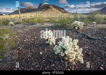 Suggestivi paesaggi del Puerto Blanco Drive, organo a canne Cactus monumento nazionale, sud-central Arizona, Stati Uniti d'America Foto Stock