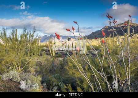 Suggestivi paesaggi del Puerto Blanco Drive, organo a canne Cactus monumento nazionale, sud-central Arizona, Stati Uniti d'America Foto Stock