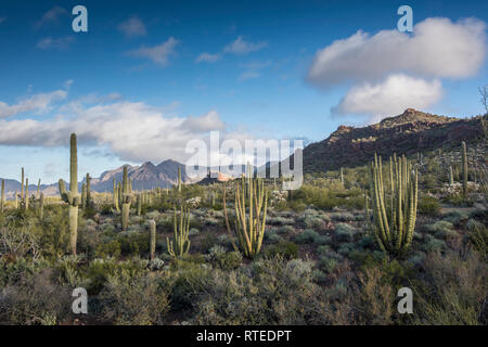 Suggestivi paesaggi del Puerto Blanco Drive, organo a canne Cactus monumento nazionale, sud-central Arizona, Stati Uniti d'America Foto Stock