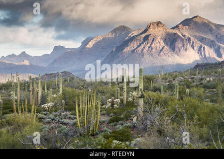 Suggestivi paesaggi del Puerto Blanco Drive, organo a canne Cactus monumento nazionale, sud-central Arizona, Stati Uniti d'America Foto Stock