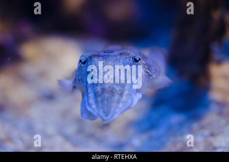 Creature del mare esposti nel Museo Oceanografico di Monaco Foto Stock