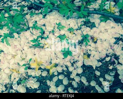 Fiore di Ciliegio petali di cadere al suolo in primavera per lo sfondo Foto Stock
