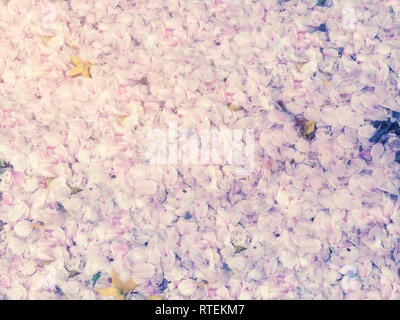 Fiore di Ciliegio petali di cadere al suolo in primavera per lo sfondo Foto Stock