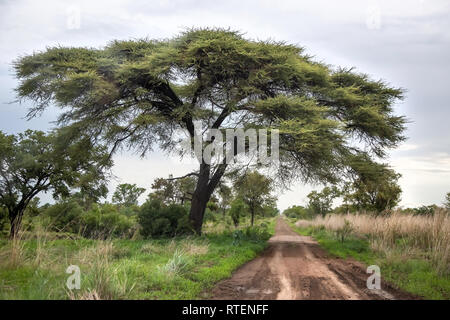 Grandi alberi di acacia nel Parco Nazionale di Hwange, Zimbabwe. Foto Stock