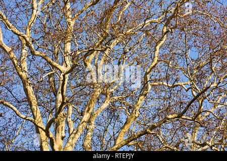 Grande vecchio albero piano in autunno nel parco Foto Stock