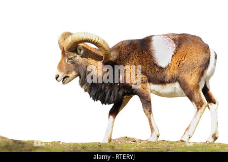 A piena lunghezza muflone isolate su sfondo bianco ( Ovis orientalis, big ram ) Foto Stock