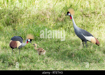 Una famiglia di Grey Crowned gru con maschio e femmina di alimentazione dei genitori il singolo pulcino, Lewa deserto,Lewa Conservancy, Kenya, Africa Foto Stock