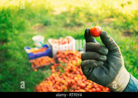 L'agricoltore che detiene una piccola cherry pomodoro organico appena raccolto dal campo - Immagine Foto Stock