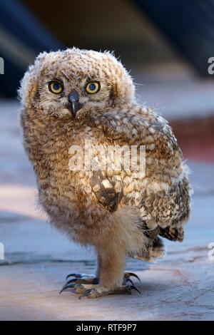 Cape Eagle-Owl (Bubo capensis), giovane animale, Namibia Foto Stock