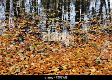 Il fogliame di autunno giace sulla superficie delle acque di un lago con la riflessione di tronchi di alberi, Sassonia-Anhalt, Germania Foto Stock