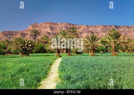 Il Palm Grove nella Valle del Draa, vicino a Kasbah Tamnougalt, Atlante, Sud Marocco, Marocco Foto Stock