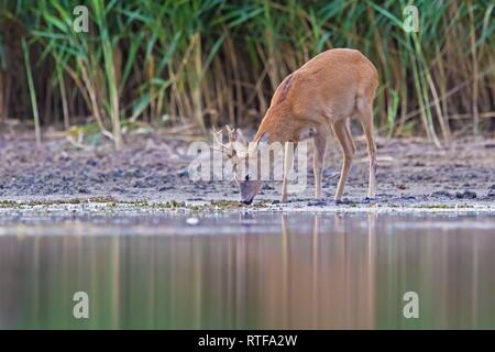 I giovani europei roe deerbuck (Capreolus capreolus) bere a un laghetto, Dessau, Germania Foto Stock