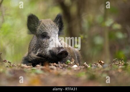 Il cinghiale (Sus scrofa) giace in oakleaves, Prerow, Germania Foto Stock