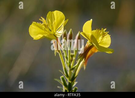 Fiori di enagra (Oenothera biennis), riserva Isarauen, Baviera, Germania Foto Stock