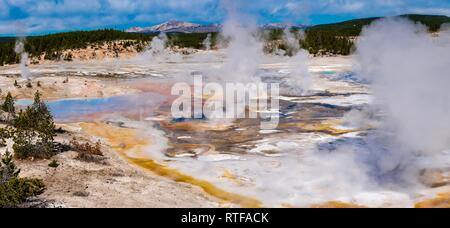 La cottura a vapore di geyser, sorgenti calde e colorate di depositi minerali nel bacino di porcellana, Noris Geyser Basin, il Parco Nazionale di Yellowstone Foto Stock