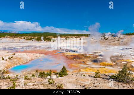 La cottura a vapore di geyser, sorgenti calde e colorate di depositi minerali nel bacino di porcellana, Noris Geyser Basin, il Parco Nazionale di Yellowstone Foto Stock